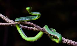 梦见蛇咬自己的脚