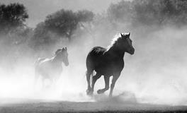 梦见马在奔跑意味着什么