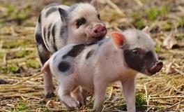 梦见猪流血好不好