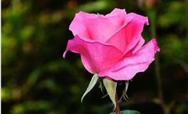 董易林2019年9月23日生肖运势