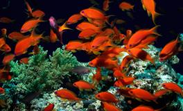 梦见鱼跑了这种梦境好不好