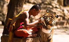 梦见老虎咬人是好梦吗