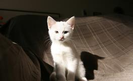 梦见很多猫跑到家里来好吗