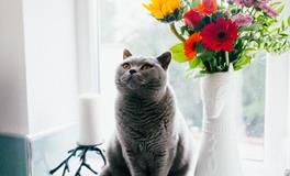 苏珊米勒每日运势2019年11月8日