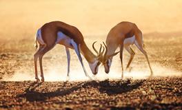 董易林2019年11月29日生肖运势