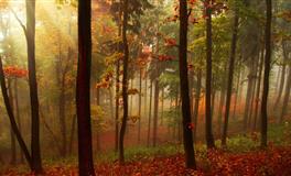 苏珊米勒每日运势2020年2月19日