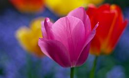 喜欢向男友撒娇的四大星座女