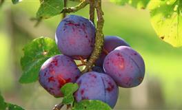 一旦相爱，最愿意为爱先付出的三大星座男