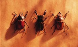 一开口就是谎言的三大星座女，谁也猜不透她们