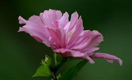 脾气虽不好，但却是挣钱的一把好手的三个星座