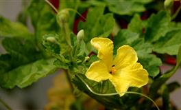 一见钟情和日久生情，这五个星座更喜欢哪一种？你怎么选择？