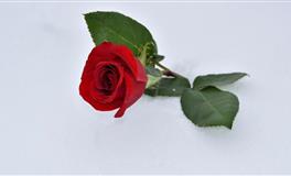 内心纯真性格正直，不会被世俗污染的星座