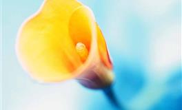 心理测试：觉得哪一只海豚最懂人性？测你什么时候开始转运