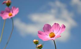 心理测试：哪盘水饺最有食欲？测你命运自带哪些好运！