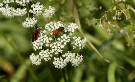 看似单纯，内心最腹黑的三大星座