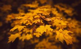 没有城府和心机但有野心的星座，无法用世俗的眼光评价，智慧超群