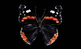 对待爱情，爱得最纯粹单一的三个星座，只为肯定自己的幸福