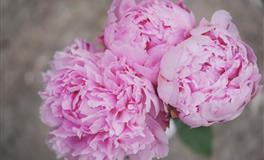 独家解密你所不知道的12月亮星座