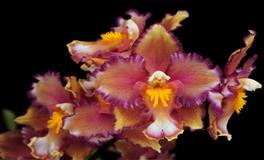 有野心有骨气，不想居于人下的星座