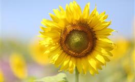 心理测试：渴了想摘哪个水果吃？测你即将要发生的好事是什么