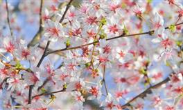 执子之手与子偕老！一辈子就结一次婚的三大星座