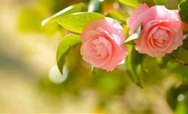 做事愿意付出，比别人更能坚持的三大星座