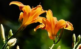 骨子里高冷，别人不主动搭理自己，便不会主动示好的三大星座