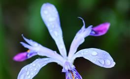 经常做出让人匪夷所思的事，让人又爱又恨的星座