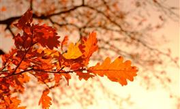 不爱发脾气 什么事都希望和平解决的星座男生