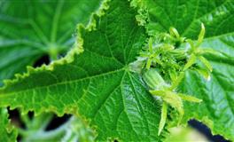 个性要强，有自己主见，最讨厌受人摆布的星座