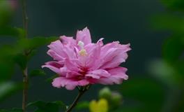 心智晚熟，却能够一飞冲天的星座，熬过了青年，中年将会享尽富贵