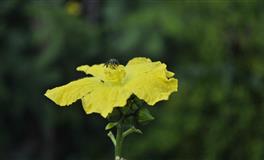 南风未起，念你成疾，容易陷入双向暗恋的三个星座