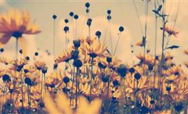 感情不将就，坚信缘分总会到来的星座