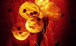 苏珊米勒每日运势2020年12月7日