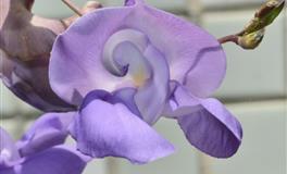 苏珊米勒每日运势2021年2月26日