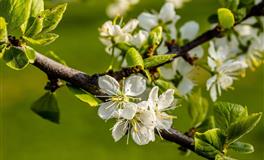 苏珊米勒一周星座运势（3.29-4.4）