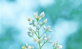 双星记2021年星座运势