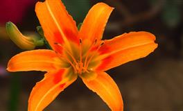 Lucia2021年水瓶座运势