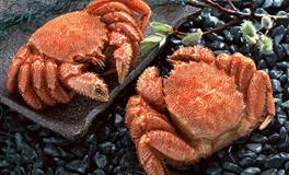 易鑫2021年5月26日生肖运势