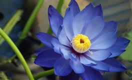 苏珊米勒每日运势2021年5月7日