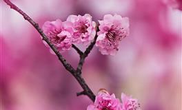 傅子绮2021年5月十二星座运势