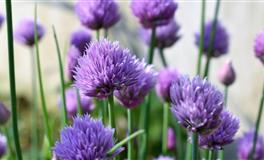 董易林2021年6月11日生肖运势