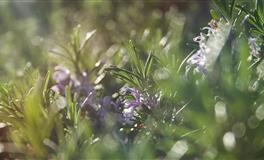 狮子座是社交能力特别强？还是对社交无感呢？