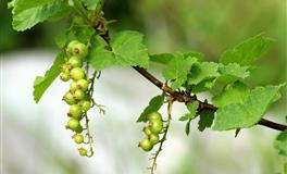 12星座日月性格：太阳摩羯座+月亮白羊座