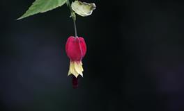 面对排挤、打压、小人使坏，摩羯座会哑忍还是炸裂？