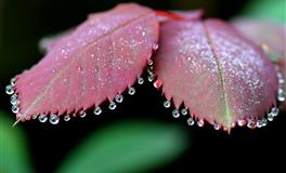 情感竞争，最容易获胜的五大星座