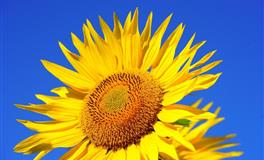 水逆来袭，双子座指南