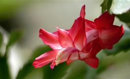 婚后，双子座最易遭遇的“婚姻难题”