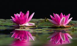 杨清华生肖马一周运势10.4-10.10