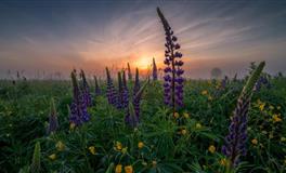 秋末冬初，生肖狗【财运发展】关键提醒